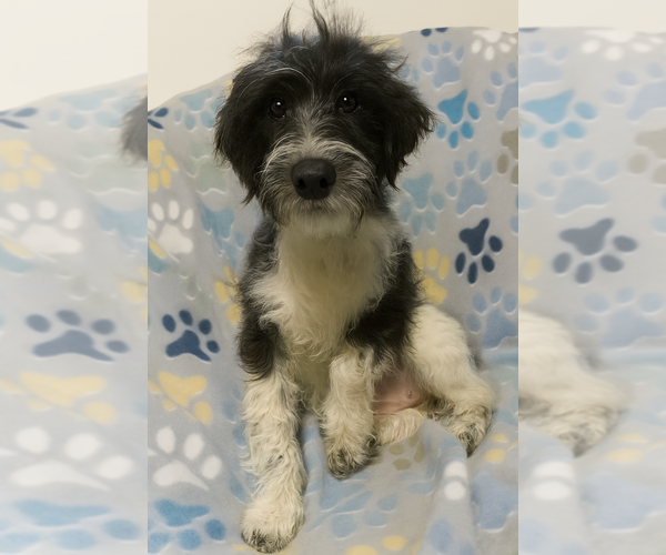 Medium Photo #2 Miniature Schnauzer-Poodle (Miniature) Mix Puppy For Sale in Grovertown, IN, USA