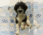 Small #1 Miniature Schnauzer-Poodle (Miniature) Mix