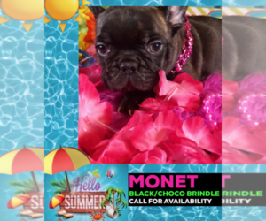 French Bulldog Puppy for sale in HEATHROW, FL, USA