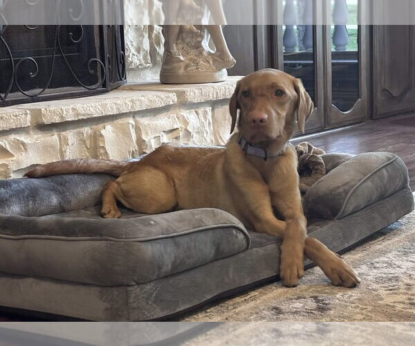 Medium Photo #1 Labralas Puppy For Sale in Fort Worth, TX, USA