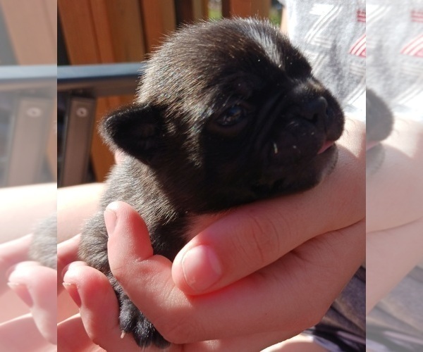 Medium Photo #7 Buggs Puppy For Sale in WEST PLAINS, MO, USA