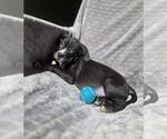 Small Boxer Mix