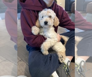 Goldendoodle (Miniature) Puppy for sale in MARSEILLES, IL, USA