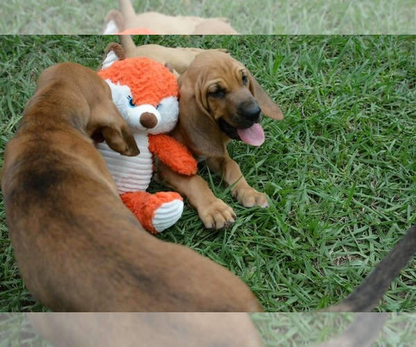 Medium Photo #8 Bloodhound Puppy For Sale in CORNING, AR, USA