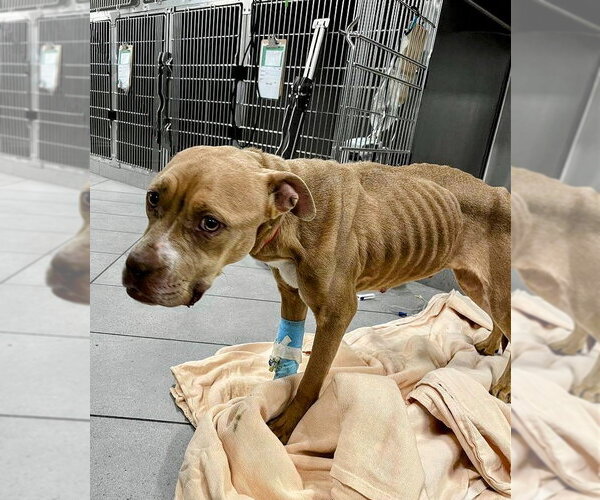 Medium Photo #2 American Staffordshire Terrier-Unknown Mix Puppy For Sale in columbia, SC, USA