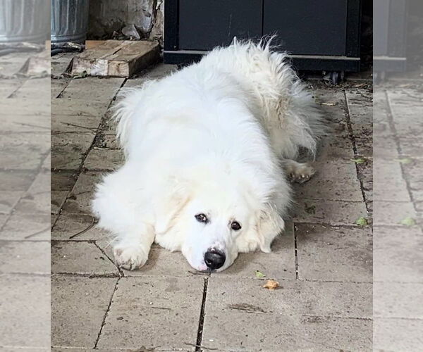 Medium Photo #7 Great Pyrenees Puppy For Sale in Spring, TX, USA