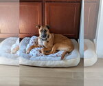 Small Photo #3 Mutt Puppy For Sale in Fenton, MO, USA