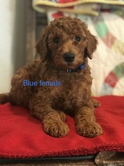 Poodle (Standard) Puppy for sale in MOUNTAIN GROVE, MO, USA