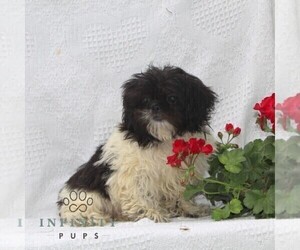 Shih Tzu Puppy for sale in RISING SUN, MD, USA