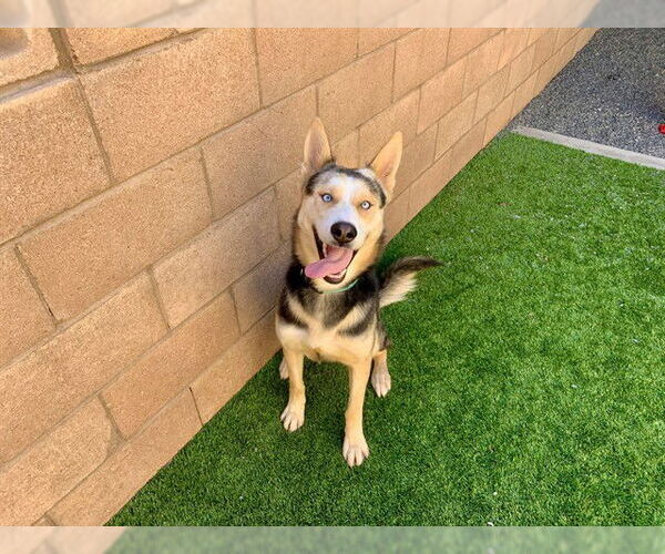 Medium Photo #1 Siberian Husky-Unknown Mix Puppy For Sale in Moreno Valley, CA, USA