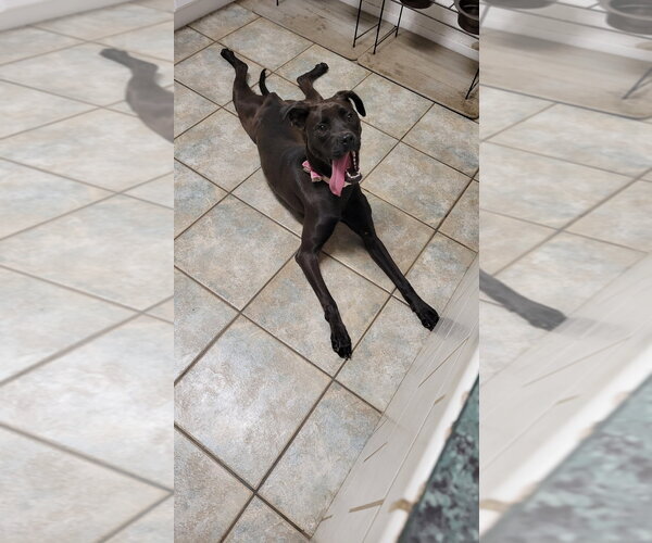 Medium Photo #7 Boxador Puppy For Sale in San Diego, CA, USA