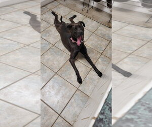Winnie - Female Boxador Dog for Adoption - Photo #7