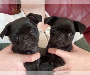 Pug Puppy for sale in HILLSDALE, MI, USA