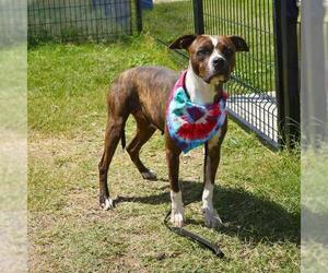 Boxer-Unknown Mix Dogs for adoption in San Antonio, TX, USA