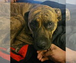 Small #5 Boxer Mix