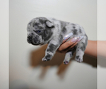 Small Photo #2 French Bulldog Puppy For Sale in DOUGLASVILLE, GA, USA