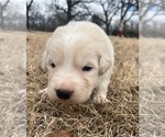 Puppy Blue Maremma Sheepdog