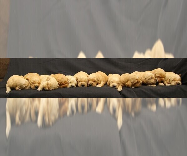 Medium Photo #1 Golden Retriever Puppy For Sale in CAMBRIDGE SPRINGS, PA, USA