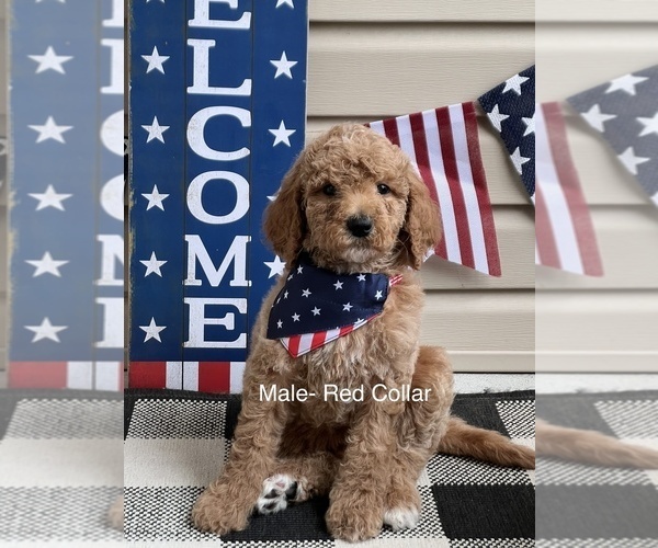 Medium Photo #1 Goldendoodle Puppy For Sale in LEXINGTON, NC, USA