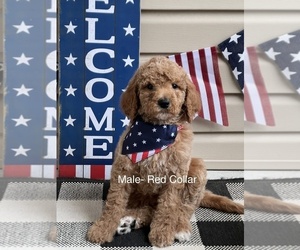 Goldendoodle Puppy for Sale in LEXINGTON, North Carolina USA