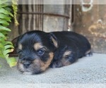 Small Photo #27 Yorkshire Terrier Puppy For Sale in MANES, MO, USA