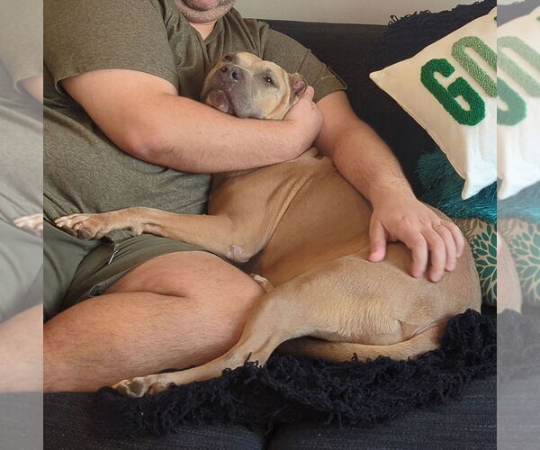 Medium Photo #15 Mutt Puppy For Sale in Philadelphia, PA, USA