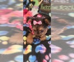Small Photo #9 Yorkshire Terrier Puppy For Sale in AKRON, OH, USA