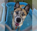 Small #1 German Shepherd Dog Mix