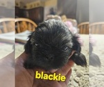 Puppy Blackie Shih Tzu