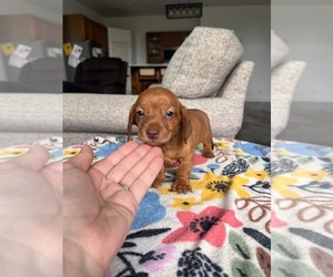 Dachshund Puppy for sale in BELDING, MI, USA