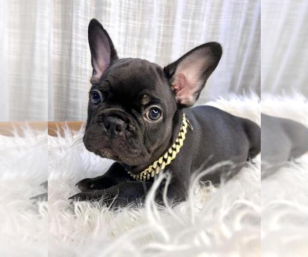 Medium Photo #1 French Bulldog Puppy For Sale in DANBURY, CT, USA