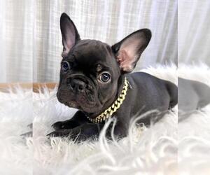 French Bulldog Puppy for sale in DANBURY, CT, USA