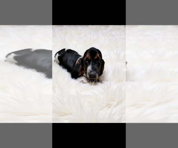 Medium Photo #2 Basset Hound Puppy For Sale in SALEM, WV, USA