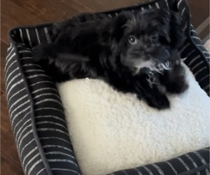 Maltese-Morkie Mix Puppy for sale in FAYETTEVILLE, NC, USA