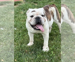 English Bulldog Dogs for adoption in NEW PALTZ, NY, USA