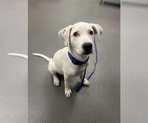 Labrador Retriever-Unknown Mix Dogs for adoption in Corpus Christi, TX, USA