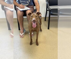 Labrador Retriever-Unknown Mix Dogs for adoption in West Palm Beach, FL, USA
