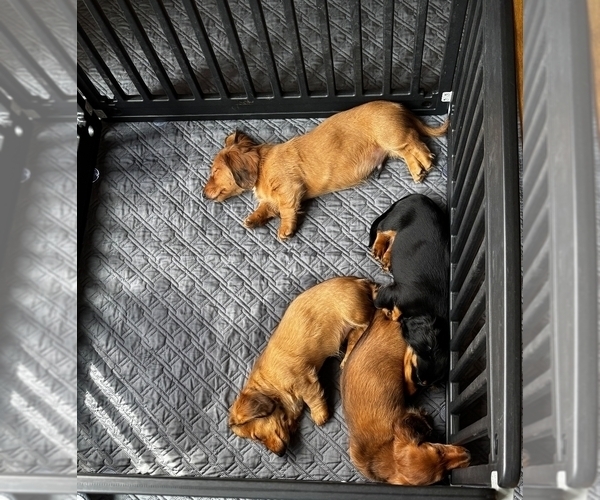 Medium Photo #1 Dachshund Puppy For Sale in TOMS RIVER, NJ, USA