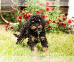 Small Photo #3 Miniature Bernedoodle Puppy For Sale in TOPEKA, IN, USA