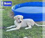 Small Great Pyrenees Mix