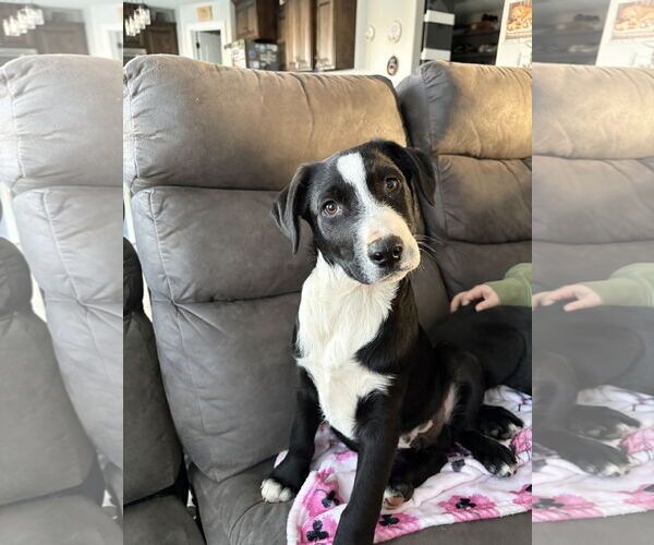 Medium Photo #2 Border Collie-Unknown Mix Puppy For Sale in MIDWAY, UT, USA