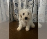 Small #44 Cavapoo-Poodle (Miniature) Mix