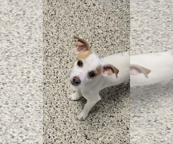 Medium Photo #1 Chihuahua-Unknown Mix Puppy For Sale in Castle Rock, CO, USA