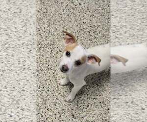 Chihuahua-Unknown Mix Dogs for adoption in Castle Rock, CO, USA