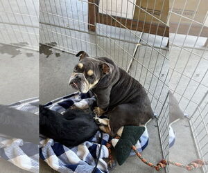Nana - Female Bulldog Dog for Adoption - Photo #4