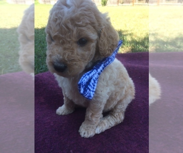 Medium Photo #3 Goldendoodle Puppy For Sale in KALISPELL, MT, USA