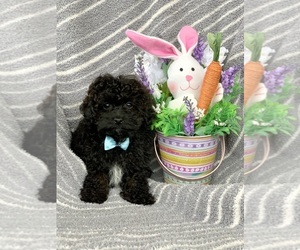 Poodle (Toy) Puppy for sale in CHARLESTON, WV, USA