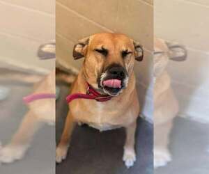 Myla - Female Labrador Retriever-Unknown Mix Dog for Adoption - Photo #2