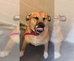 Small #1 Labrador Retriever Mix