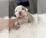 Small Photo #7 American Bully Puppy For Sale in TONAWANDA, NY, USA